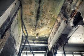 Best Basement Mold Removal  in Kerhonkson, NY